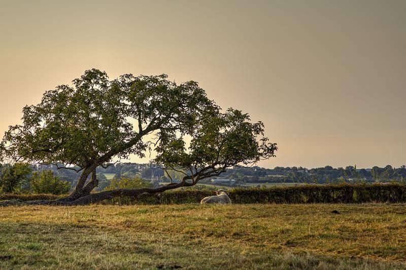 Vache Sous Arbre Gournay