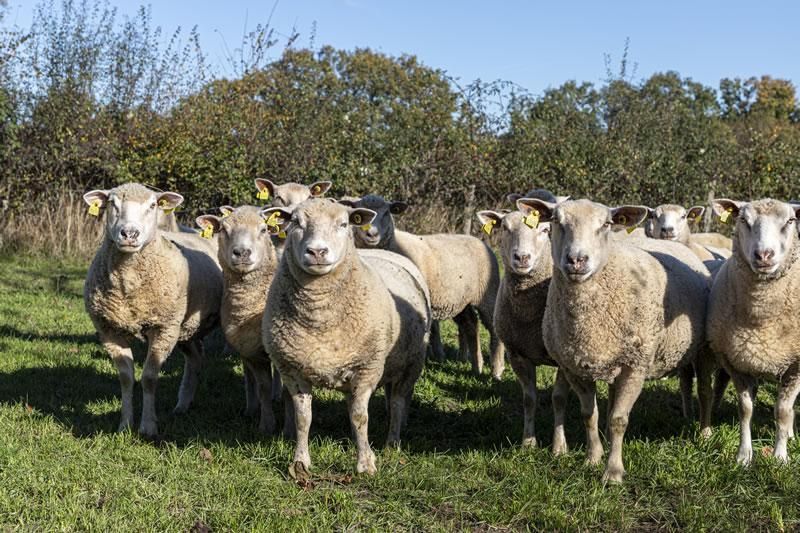 Moutons Gournay