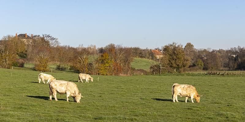 Vaches Panorama Gournay