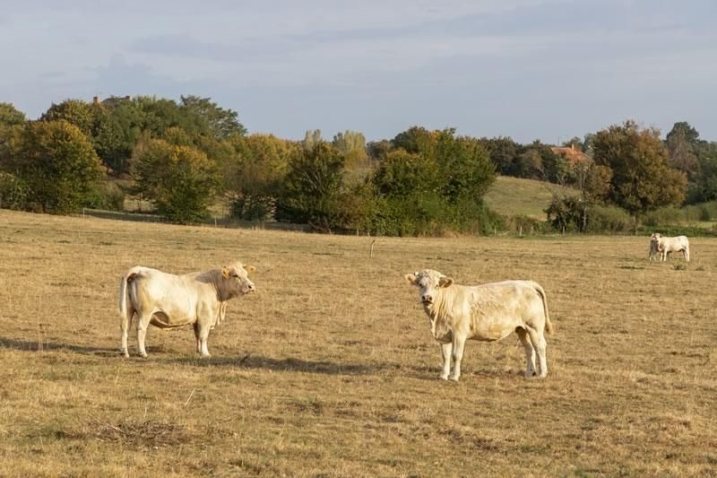 Vaches Gournay