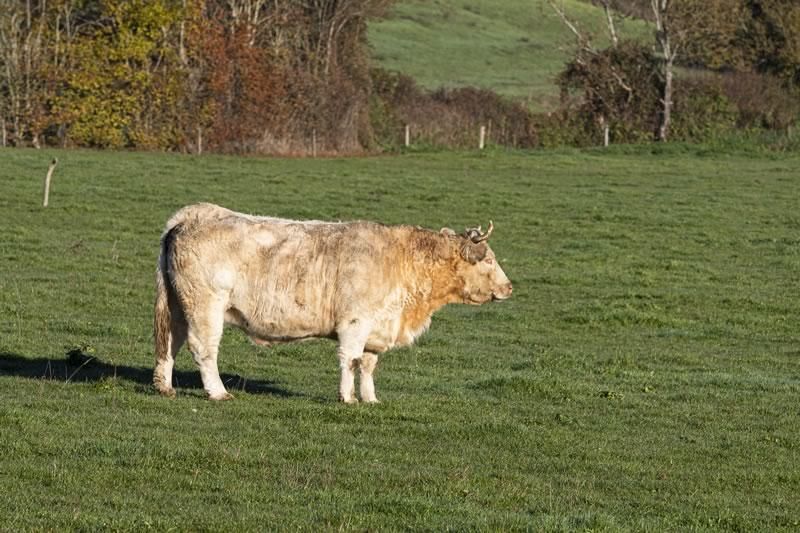 Vaches Gournay