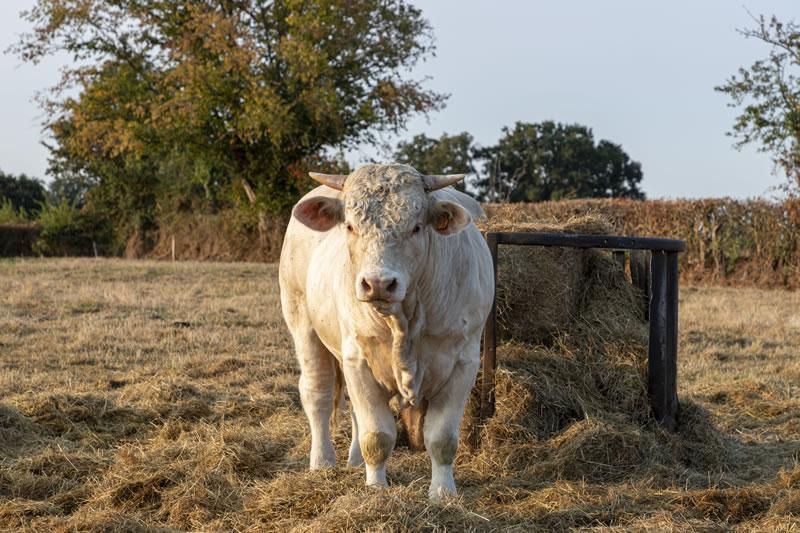 Vache Gournay