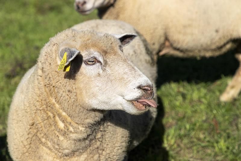 Moutons Gournay