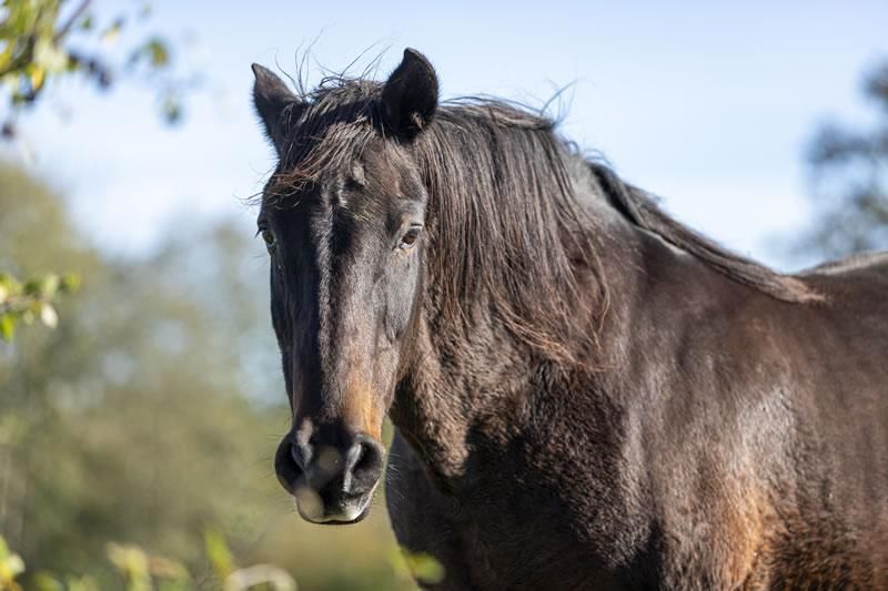 Chevaux Gournay
