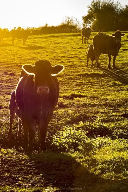 Vaches Gournay