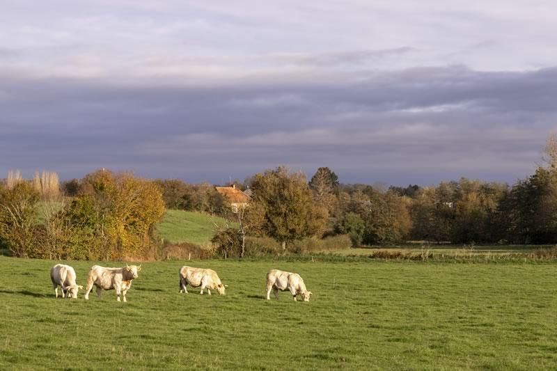 Vaches Gournay