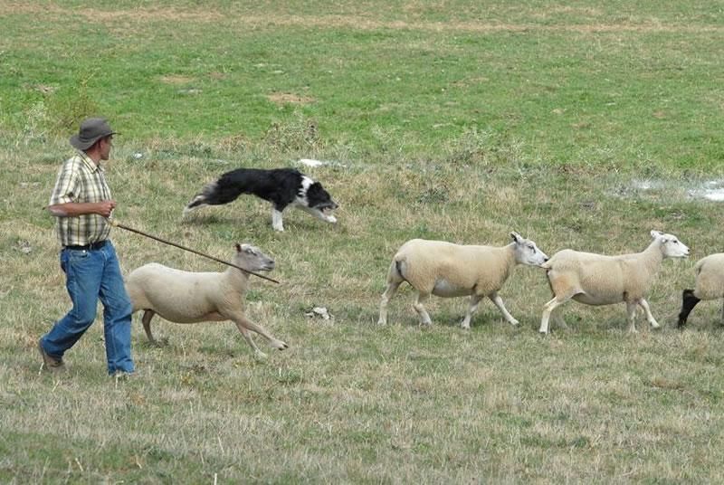 Berger et moutons Gournay