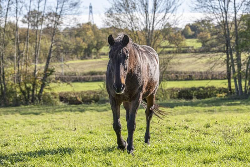 Chevaux Gournay