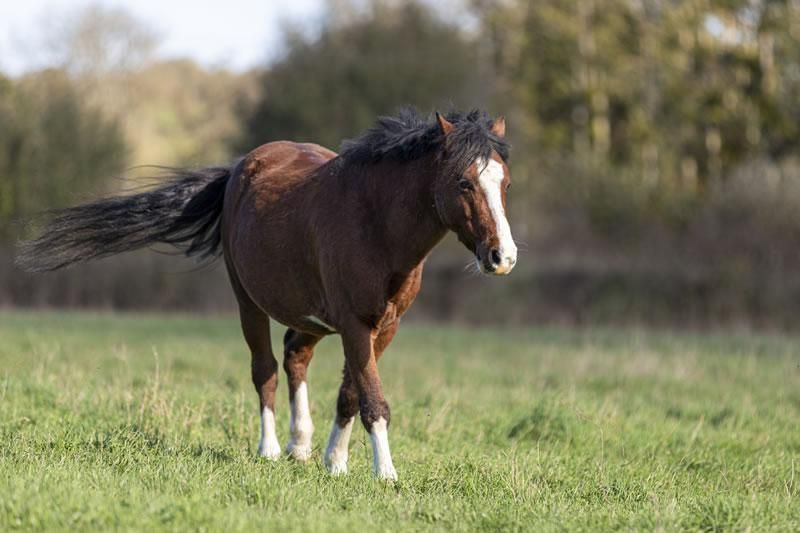 Chevaux Gournay
