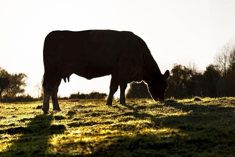 Vaches Gournay
